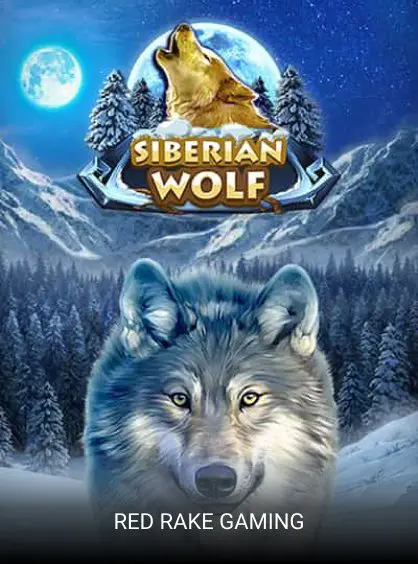 Siberian Wolf